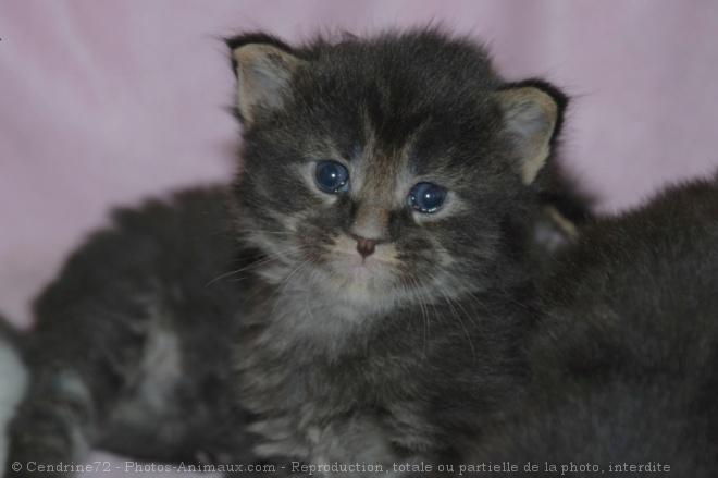 Photo de Maine coon