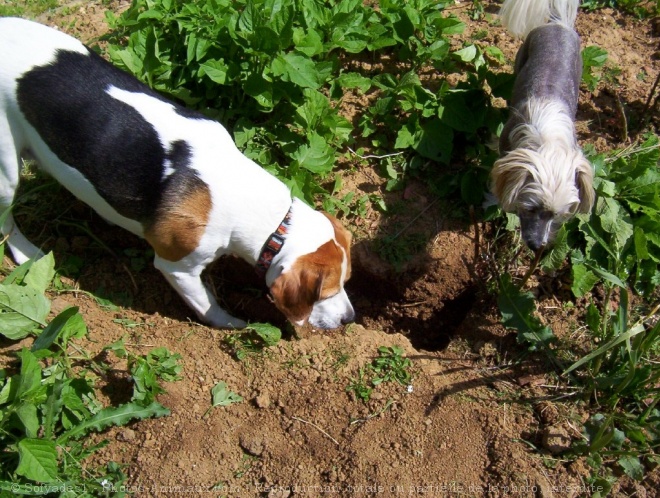 Photo de Beagle