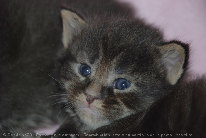 Photo de Maine coon