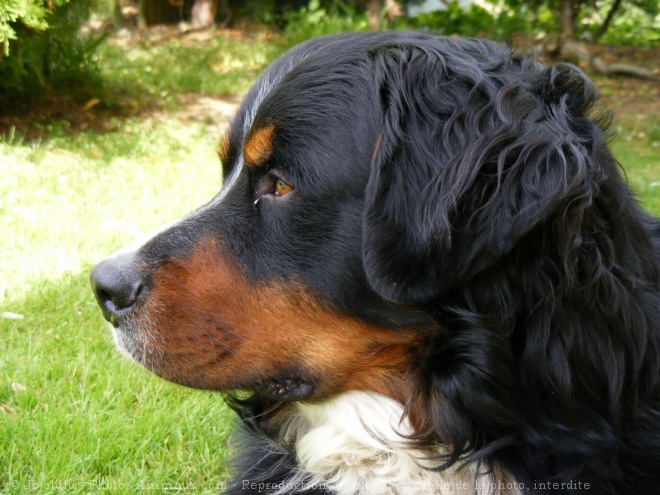 Photo de Bouvier bernois