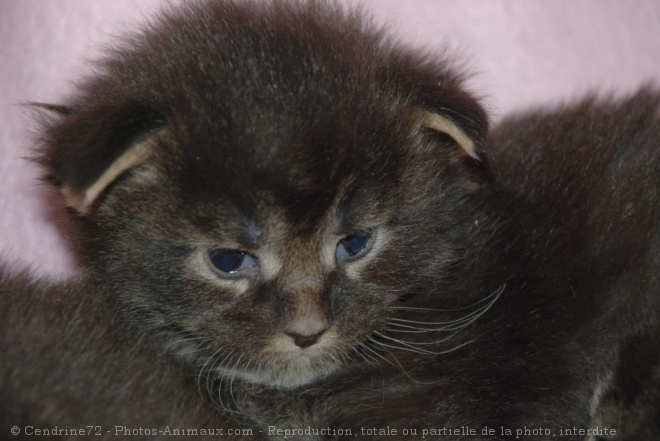 Photo de Maine coon