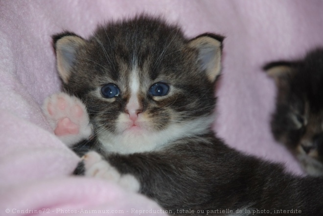 Photo de Maine coon