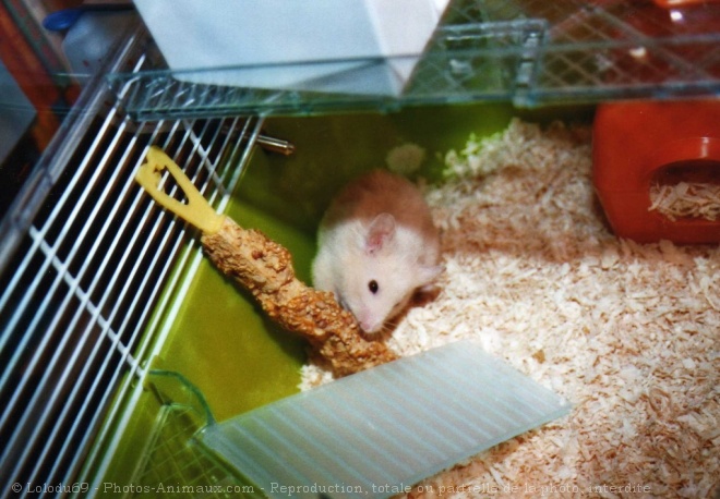 Photo de Hamster