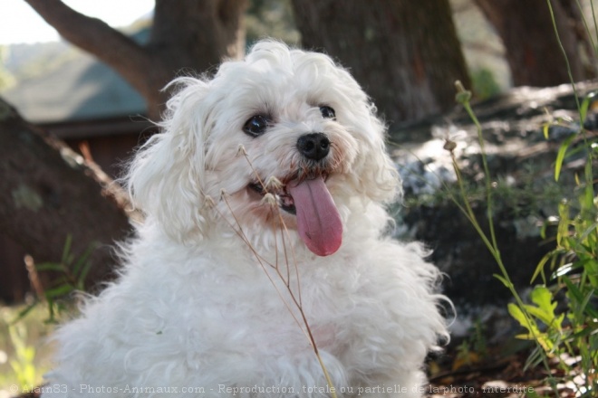 Photo de Bichon maltais