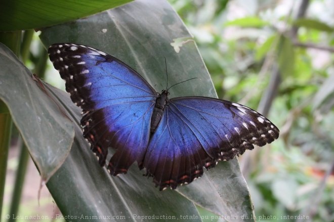 Photo de Papillon - morpho bleu