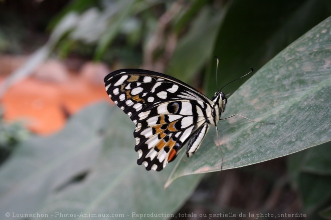 Photo de Papillon