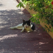 Photo de Chat domestique