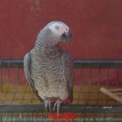 Photo de Perroquet - gris du gabon