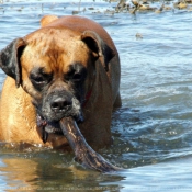 Photo de Boxer