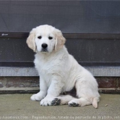 Photo de Golden retriever