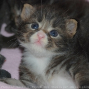 Photo de Maine coon