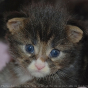 Photo de Maine coon