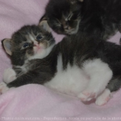 Photo de Maine coon