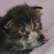 Photo de Maine coon