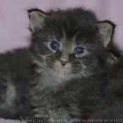 Photo de Maine coon