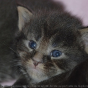 Photo de Maine coon