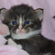 Photo de Maine coon