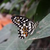 Photo de Papillon