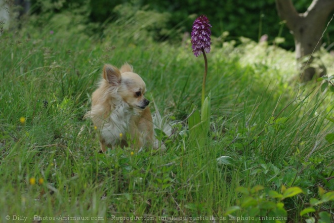 Photo de Chihuahua  poil long