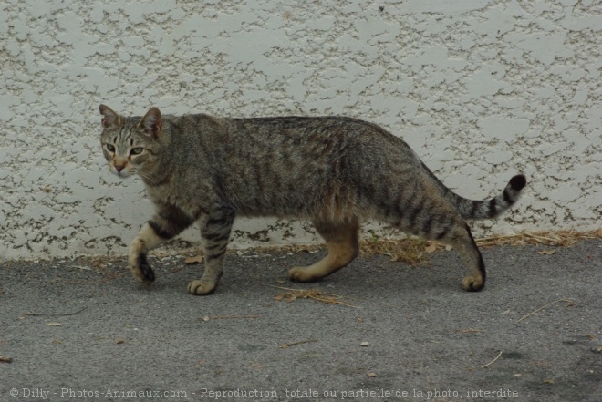 Photo de Chat domestique