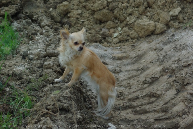 Photo de Chihuahua  poil long