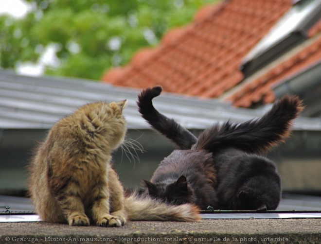 Photo de Chat domestique