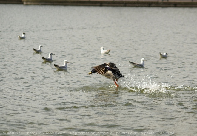 Photo de Canard colvert