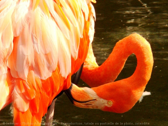 Photo de Flamand rose