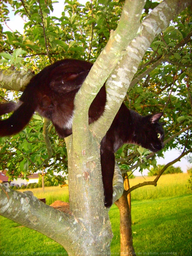 Photo de Chat domestique