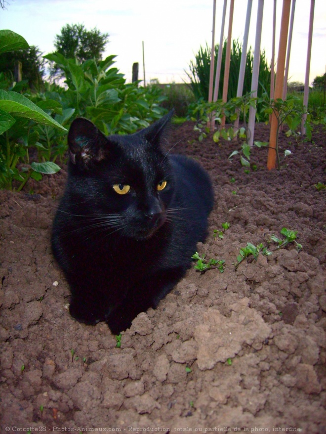 Photo de Chat domestique