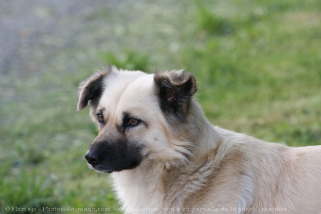 Photo de Chien de berger des pyrnes  face rase