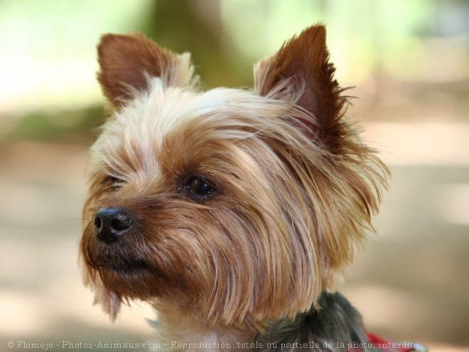 Photo de Yorkshire terrier