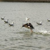 Photo de Canard colvert