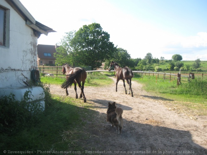 Photo de Races diffrentes