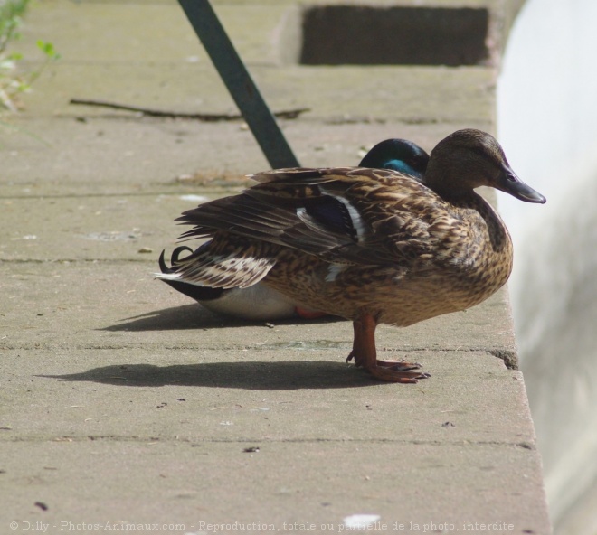 Photo de Canard colvert