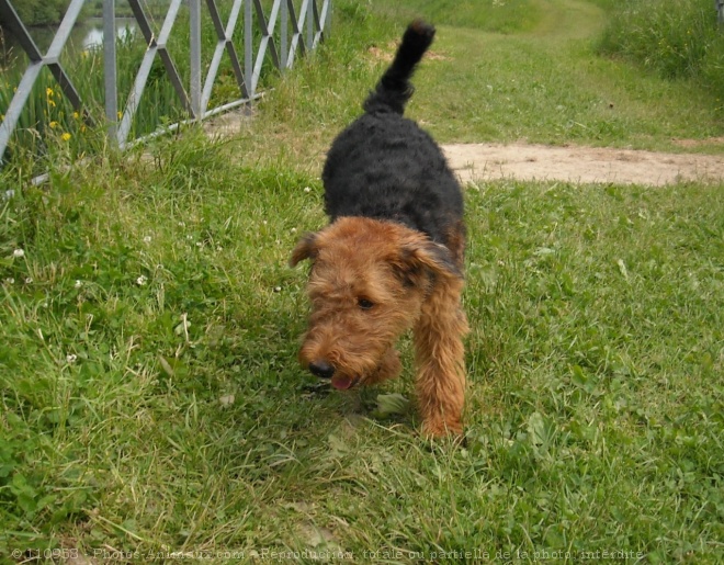 Photo d'Airedale terrier