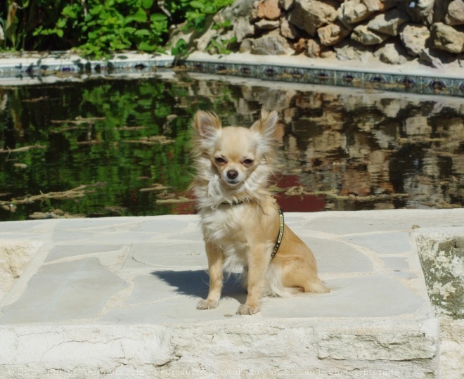 Photo de Chihuahua  poil long