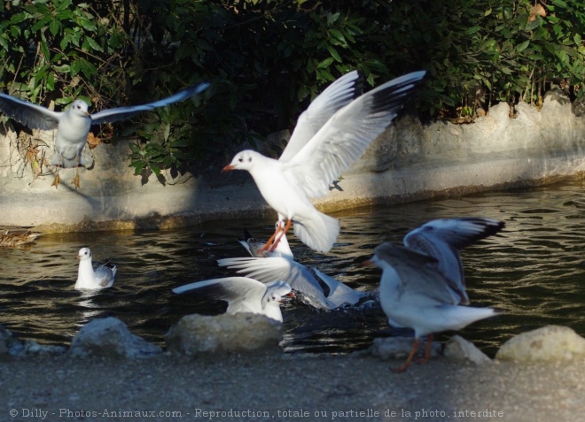 Photo de Mouette