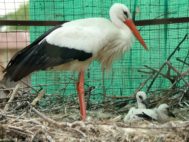 Photo de Cigogne