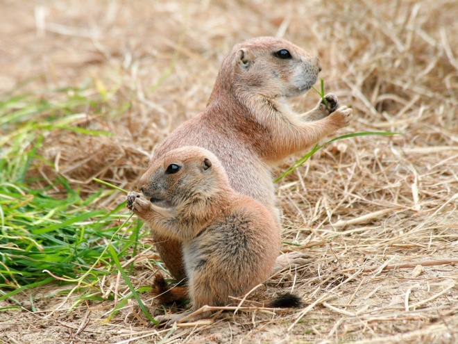 Photo De Chien De Prairie Bebe Maman N Sur Photos Animaux Com