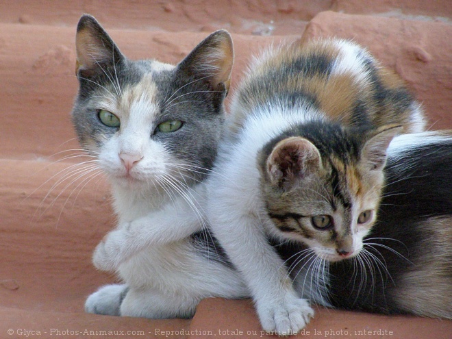 Photo de Chat domestique