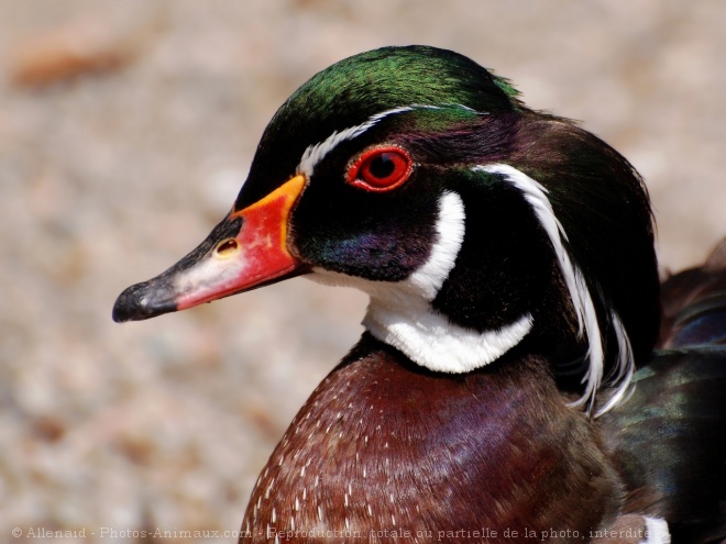 Photo de Canard carolin