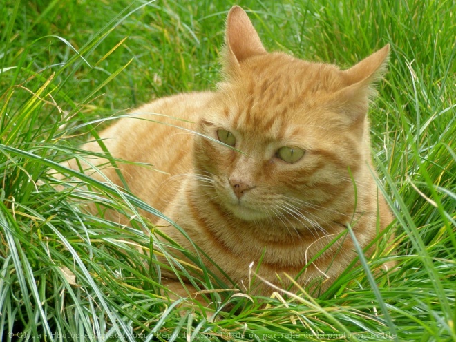 Photo de Chat domestique