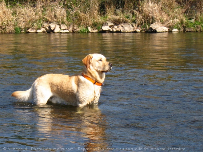 Photo de Labrador retriever