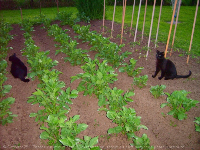 Photo de Chat domestique