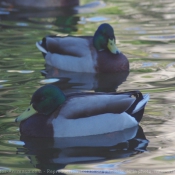 Photo de Canard colvert