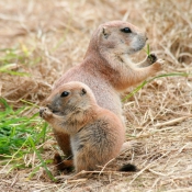 Photo de Chien de prairie