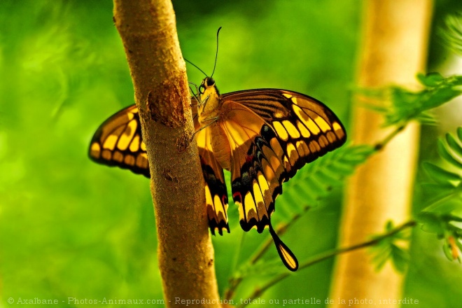 Photo de Papillon - machaon