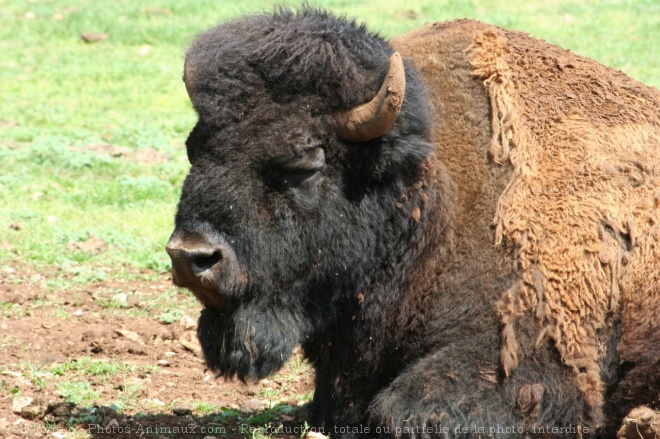 Photo de Bison