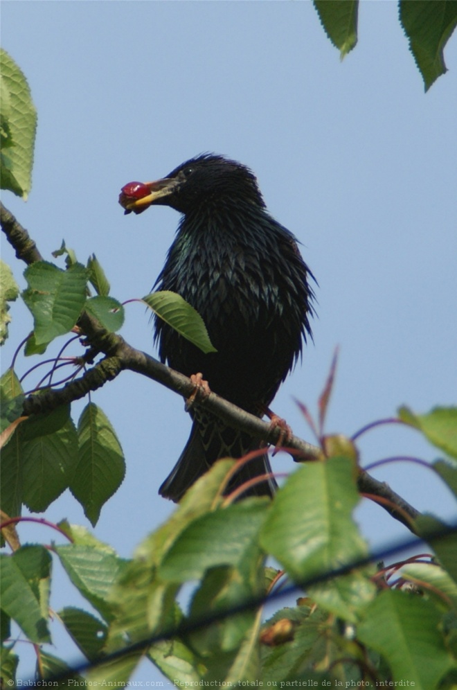 Photo d'Etourneau